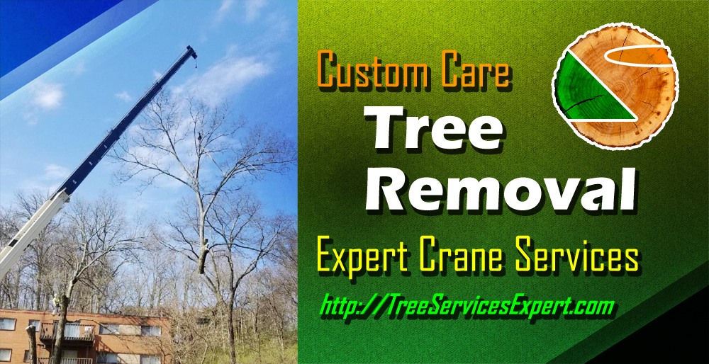 TREECARE Affordable Tree Services LLC